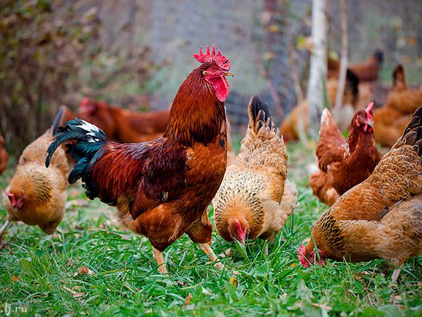 Породы куриц | ЗооТом - продажа, вязка и услуги для животных в Одинцово