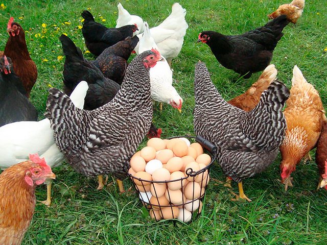 Содержание кур и уход за ними | ЗооТом - продажа, вязка и услуги для животных в Одинцово