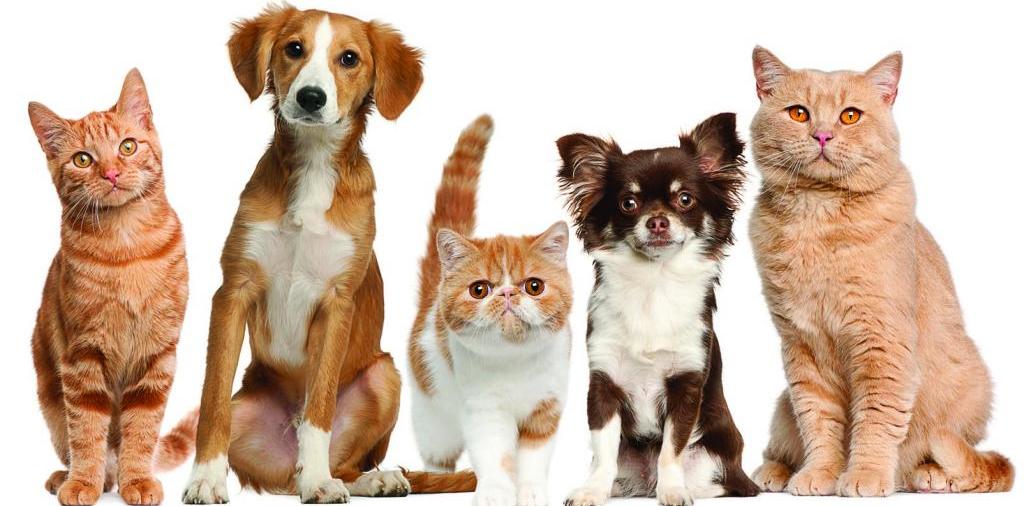 Доска объявлений о животных | ЗооТом - продажа, вязка и услуги для животных в Одинцово
