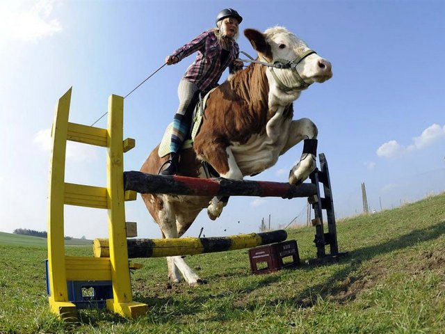 Статьи о коровах в Одинцово | ЗооТом портал о животных