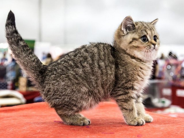 Породы кошек в Одинцово | ЗооТом портал о животных