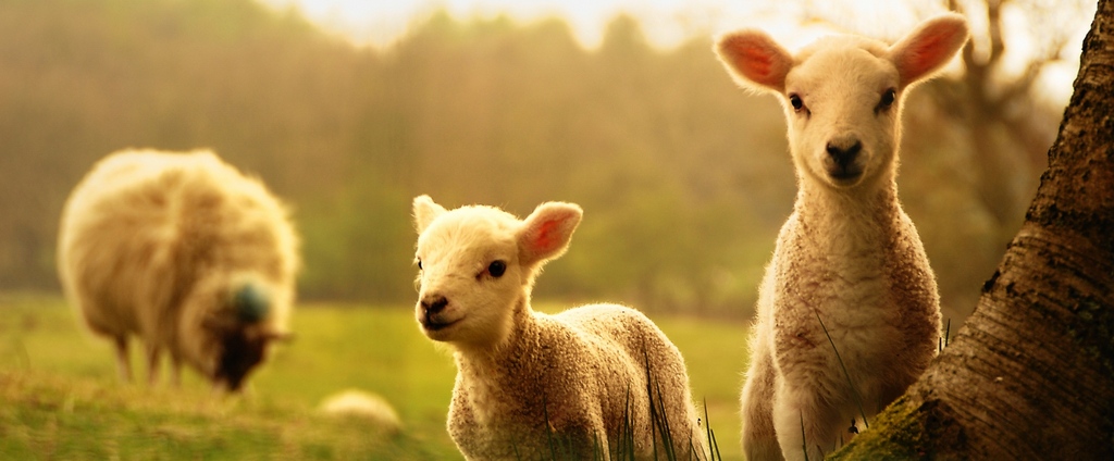 Объявления о сельскохозяйственных животных | ЗооТом - продажа, вязка и услуги для животных в Одинцово