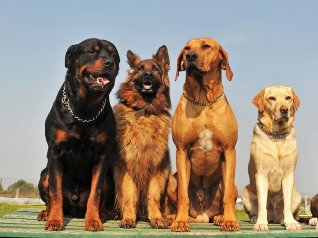 Крупные породы собак в Одинцово | ЗооТом портал о животных